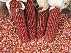 Red Corn/Maize For Sale
