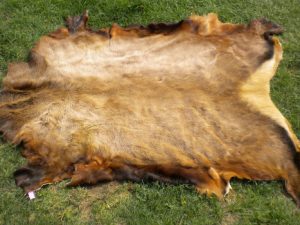 Quality Wet and Dry Salted Cow Hides
