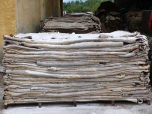Wet and Dry Salted Cow Hides