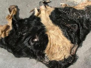 Wet salted cow head skin for sale