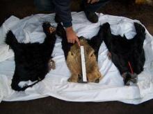 Wet Salted Cow Head Skins