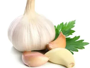 GARLIC