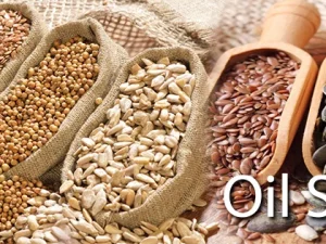 Oil Seeds