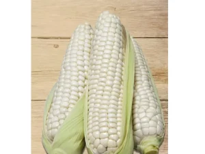 WHITE MAIZE