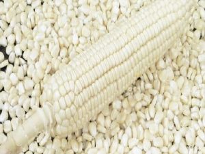 White Corn/Maize
