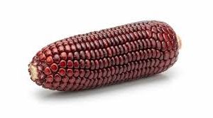 Red Corn/Maize For Sale