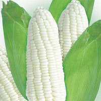 White Corn/Maize