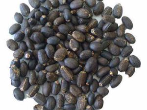 Jatropha Seeds