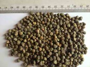 Vetch Seeds (Chilban)