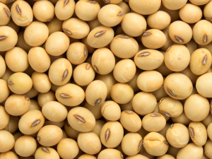 Soya Beans/Soybeans
