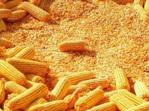 YELLOW MAIZE