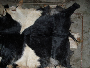 Raw hide goat skins