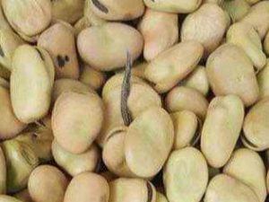 Single Herb Horse Beans