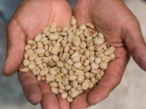 SIDAMO SUN DRIED AND WASHED COFFEE